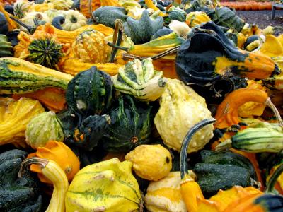 Gourds of Many Colors