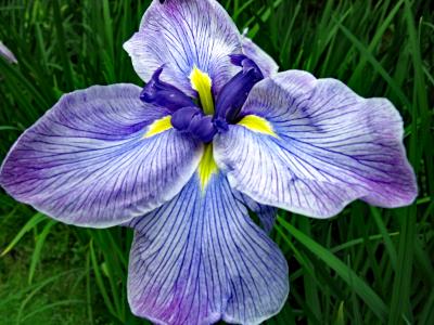 Blooming Iris