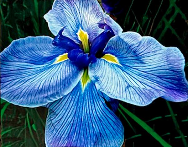 A Summer Iris