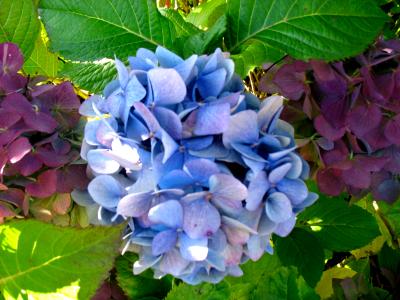 Blue and Purple Hydrangea