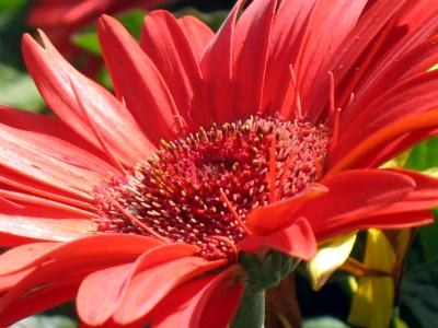 Red Zinnia