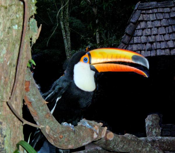 Toucan in Brazilian Rain Forest Park