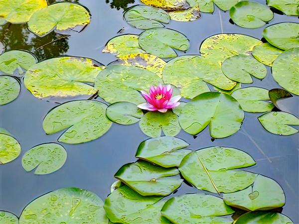 Lily Pad: Touch of Color