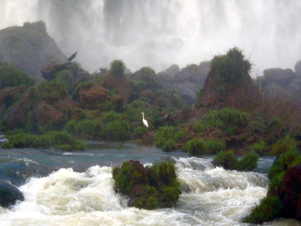 Braving the Falls