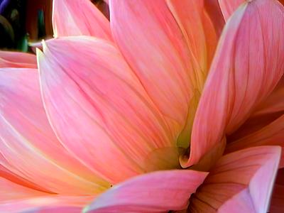 Lily Magnolia Dressed in Pink