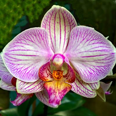 One of a Kind Orchid