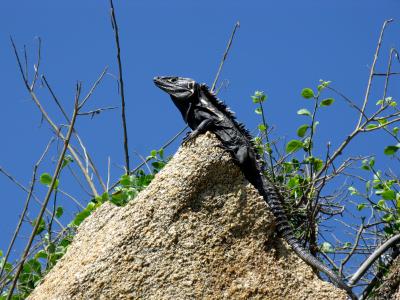 The Day of The Iguana