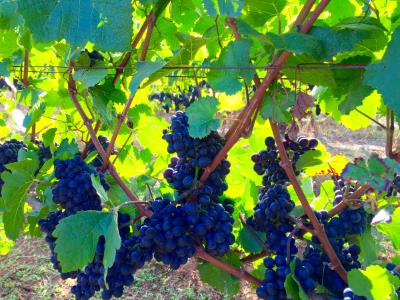 Harvest Time in Oregon