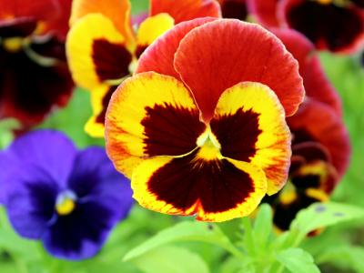 Tricolor Pansy