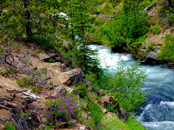 Purple Flowers by the Water