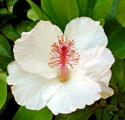 Hawaiian Hibiscus