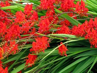 A Spray of Red Freesias