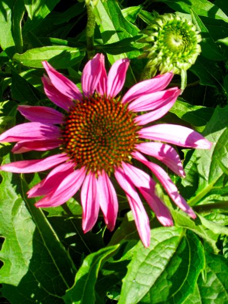 Zinnia in Pink