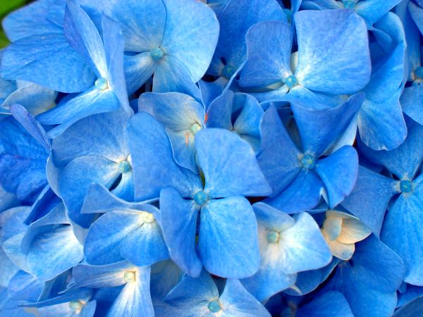 Blue Hyndrangea