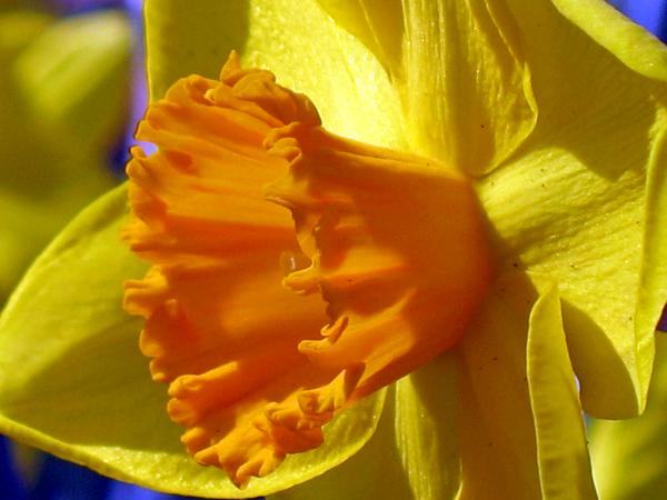 Double Color Narcissus 