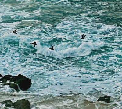 Flight of the Pelicans, Cabo San Lucas, Mexico